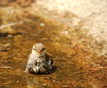 brown bird on body of water thumbnail