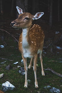 brown spotted doe thumbnail