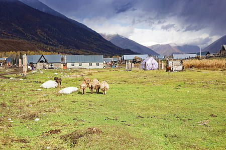group of sheep on green grass thumbnail