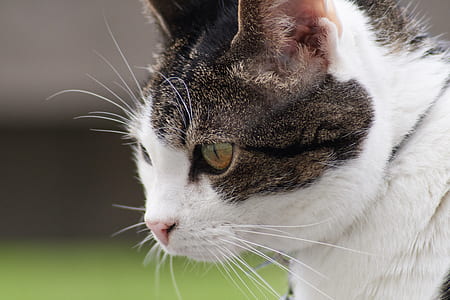 shallow focus of cat face thumbnail