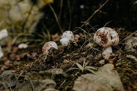 selective focus photo of mushrooms thumbnail