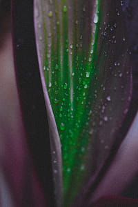 Macro Photography of Water Droplets on Purple and Green Leaf thumbnail
