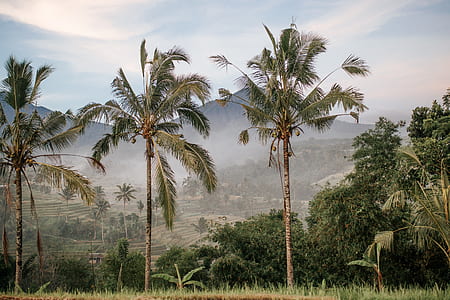 palm trees under blue sky thumbnail