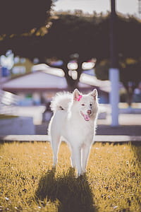 animal, dog, pet, cute thumbnail