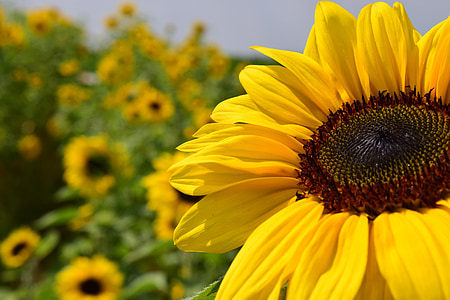 shallow focus photography of yellow sunflower thumbnail