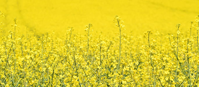 selective focus photography of yellow petaled flower thumbnail