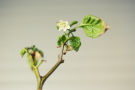 green plant and white flower thumbnail