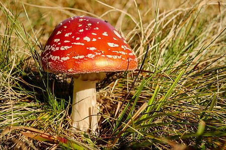 red mushroom thumbnail