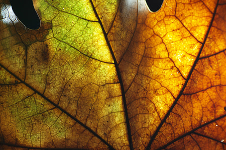 close up photography of dried leaves thumbnail