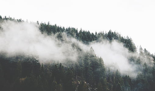 trees covered by fog on the mountain thumbnail