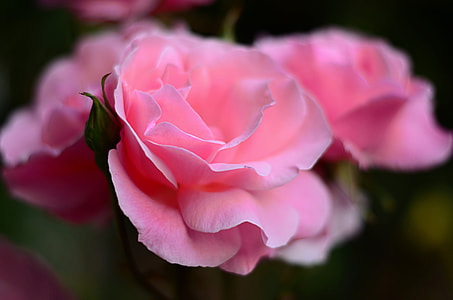 macro pink flower thumbnail
