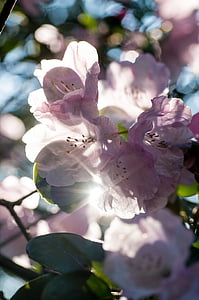 pink petaled flowers thumbnail