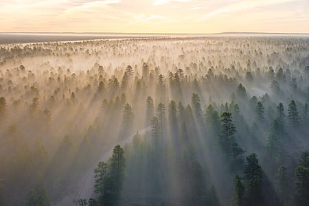 mist, fog, tree, woodland thumbnail