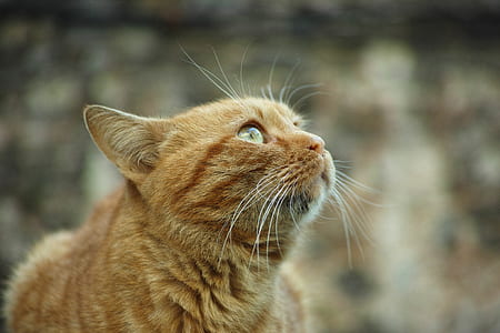 orange tabby cat thumbnail