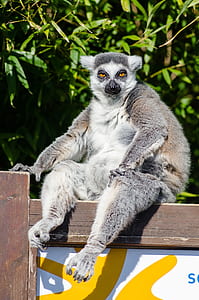 Lemur sitting on wooden surface thumbnail