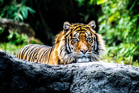 wild life photography of bengal thumbnail