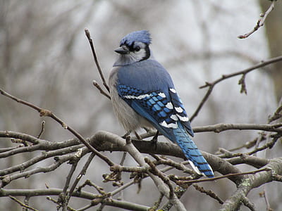 blue jay perch on branch of tree thumbnail
