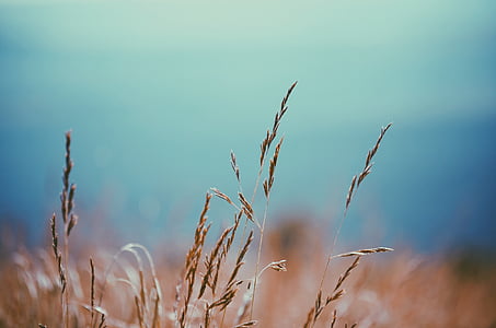 brown wheat field thumbnail