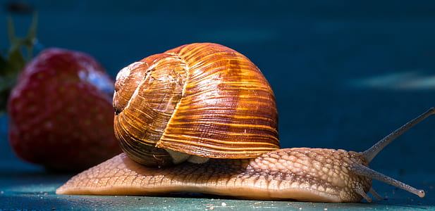 brown snail thumbnail