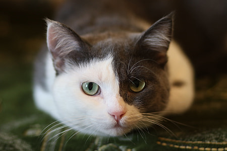 white and gray cat leaning on green textile thumbnail