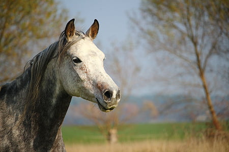 shallow focus photography of white horse thumbnail