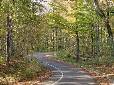 empty asphalt road in the middle of woods thumbnail