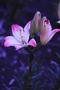 Pink And White Petaled Flowers thumbnail