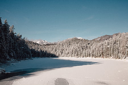 landscape photo of pine trees coated by snow ice thumbnail
