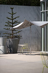 gray patio umbrella near pine tree on gray pot thumbnail