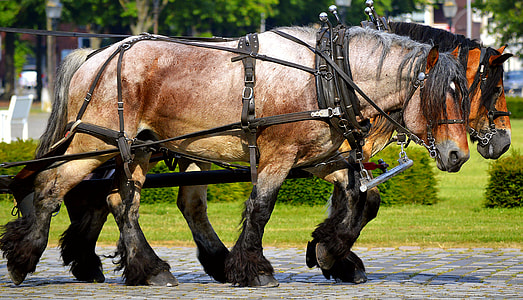brown and black horse thumbnail