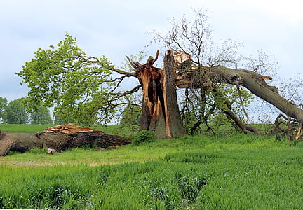 crushed tree thumbnail