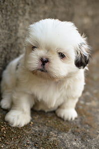 short-coated white puppy thumbnail
