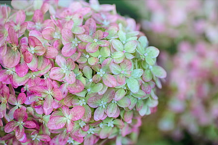 pink and green petaled flowers thumbnail