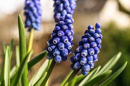 macro photography of purple grape hyacinth flower thumbnail