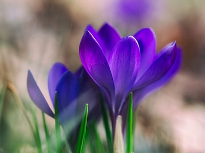 close-up photo of purple petaled flowers thumbnail