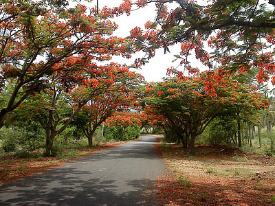 gray concrete road between trees thumbnail