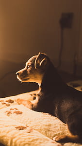 black and tan miniature pinscher on pet bed thumbnail