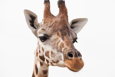 brown and white giraffe thumbnail