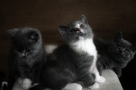 three black kittens looking up thumbnail