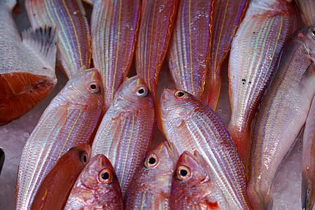 focus photo of red-and-gray fishes thumbnail