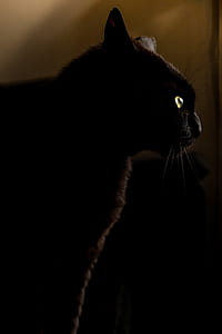 night, dark, animal, pet thumbnail