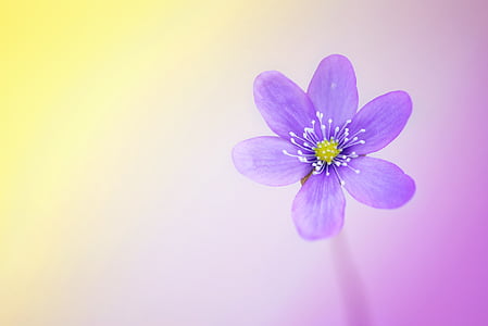 purple hepatica flower closeup photo thumbnail