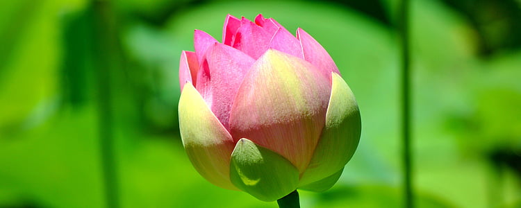 unbloomed pink and green flower at daytime thumbnail