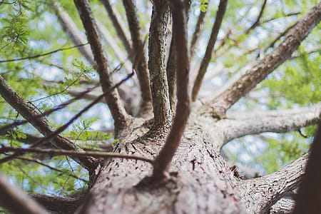 Selective Focus Photo of Brown Tree Trunk and Branches thumbnail
