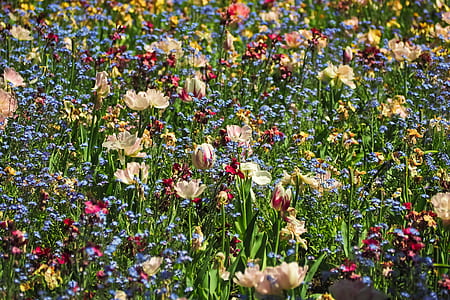assorted-color flowers thumbnail