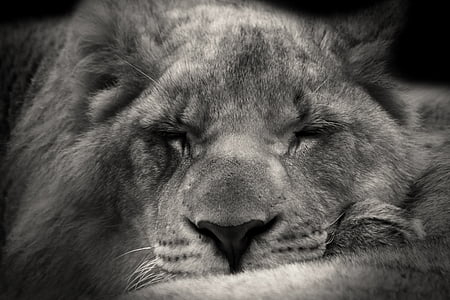 greyscale photo of lioness thumbnail