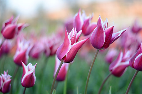 close up photo of pink petaled flowers at daytime thumbnail