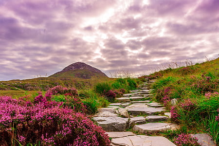 purple flowers and green grasses thumbnail