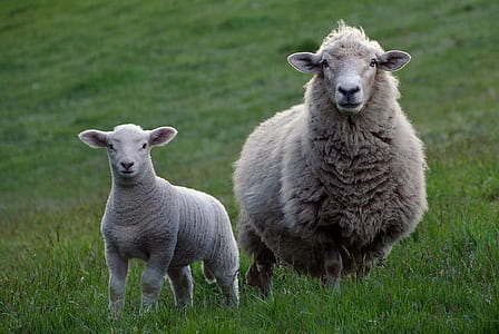two white sheep on green grass thumbnail