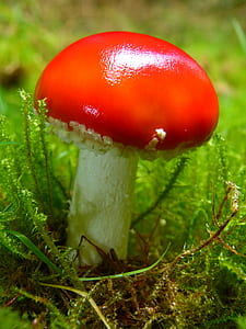 red and white mushroom on green grass thumbnail